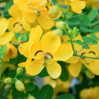 aavaaram poo, Senna auriculata flower
