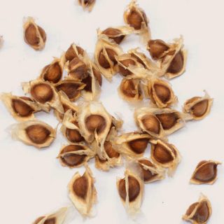 drumstick seeds