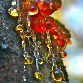 drumstick tree resin