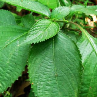 kurinji ,Strobilanthes kunthiana leaf