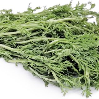 marikolunthu, Artemisia Pallens
