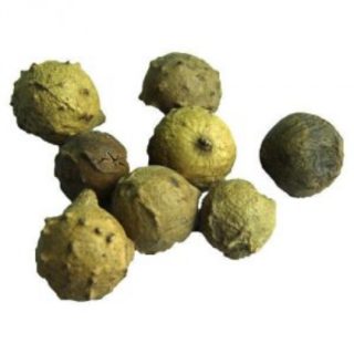 masikkai, Quercus Infectoria