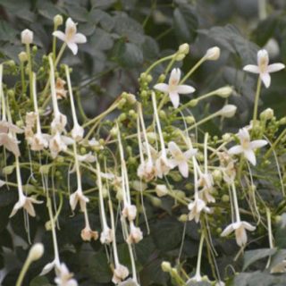 paneer poo, flower