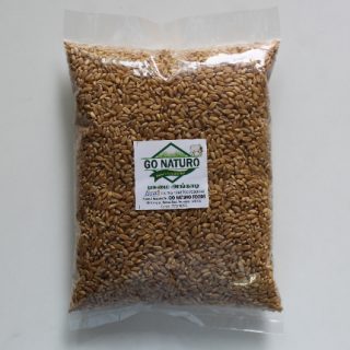 gonaturo panjab wheat