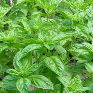 thiruneer pathiri leaf