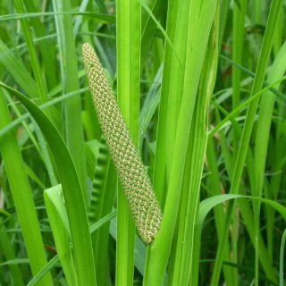 vasambu